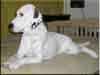 Dalmatians Rule!