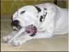 Dalmatians Rule!