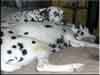 Dalmatians Rule!