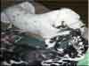 Dalmatians Rule!