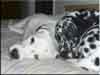 Dalmatians Rule!