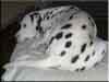 Dalmatians Rule!