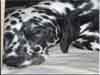Dalmatians Rule!