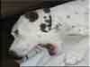 Dalmatians Rule!