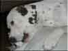 Dalmatians Rule!