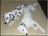 Dalmatians Rule!