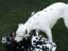 Dalmatians Rule!