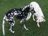 Dalmatians Rule!