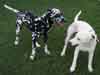 Dalmatians Rule!