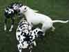 Dalmatians Rule!