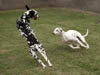 Dalmatians Rule!