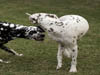 Dalmatians Rule!