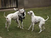 Dalmatians Rule!