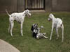 Dalmatians Rule!