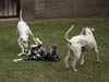 Dalmatians Rule!