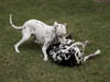 Dalmatians Rule!