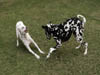 Dalmatians Rule!