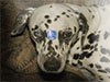 Dalmatians Rule!