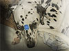 Dalmatians Rule!