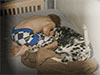 Dalmatians Rule!