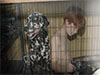 Dalmatians Rule!