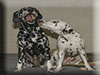 Dalmatians Rule!