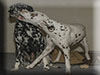 Dalmatians Rule!