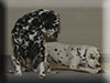 Dalmatians Rule!