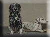 Dalmatians Rule!