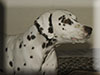 Dalmatians Rule!