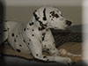 Dalmatians Rule!