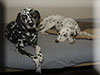 Dalmatians Rule!