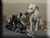 Dalmatians Rule!