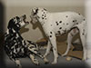 Dalmatians Rule!