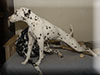 Dalmatians Rule!