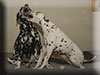 Dalmatians Rule!