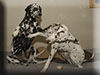 Dalmatians Rule!