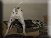 Dalmatians Rule!