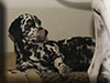 Dalmatians Rule!