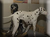 Dalmatians Rule!