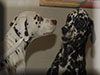 Dalmatians Rule!
