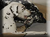 Dalmatians Rule!