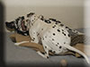 Dalmatians Rule!