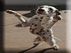 Dalmatians Rule!